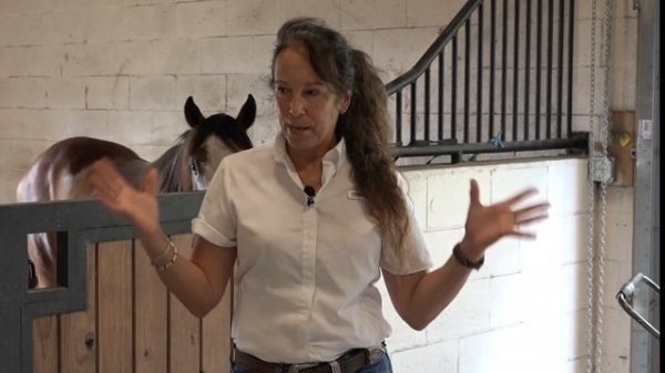 Horse Training Success, Part I: 4 Tips to Fix Problems