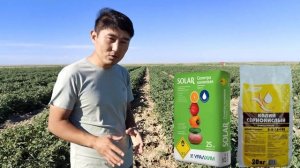 Эффективные калийные удобрения для повышения урожайности томатов