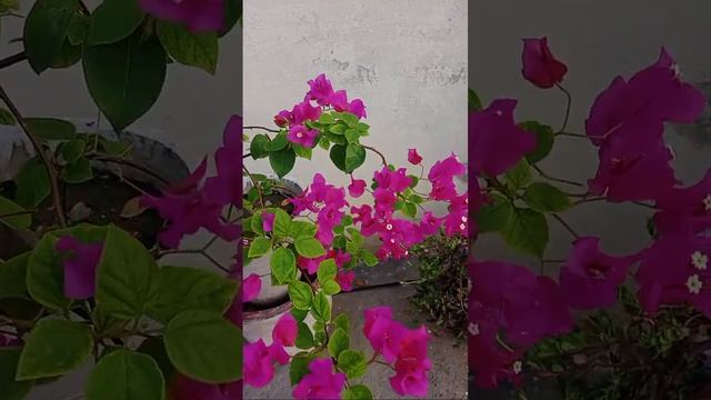 All Season Gardening Is Live!