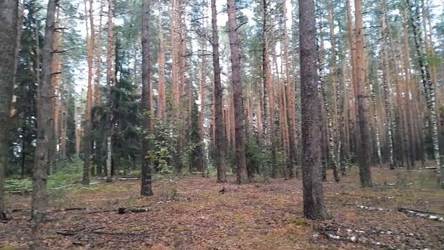 После дождя сосновый лес  .грибы зонты шампиньонов семейство.1.08.2024.