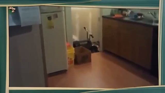 Котэ и Воздушные Шарики! Коты  кошки  котята