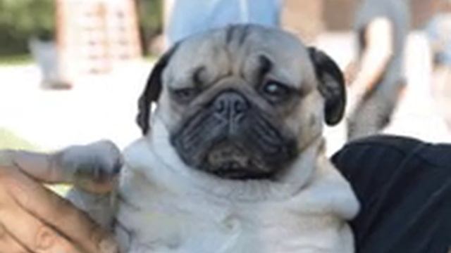 мем пупесь💛