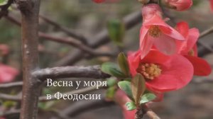 Весна У Моря Феодосия
