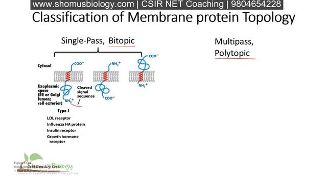 Plasma membrane proteins structure and function смотреть онлайн