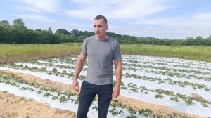 Качество воды для полива клубники