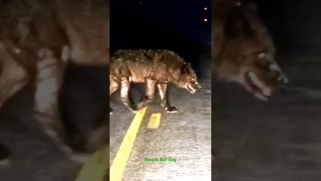 El Rey De Los Lobos Provocó El Pánico (Wolf King) ⁉️❗ #dog #animals #wildanimals #animales #amazing