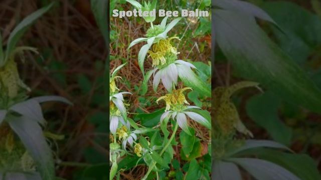 The SPRING GREENHOUSE | 8 MEDICINAL PLANTS And Their USES In My Garden #plants #garden #medicina смотреть онлайн