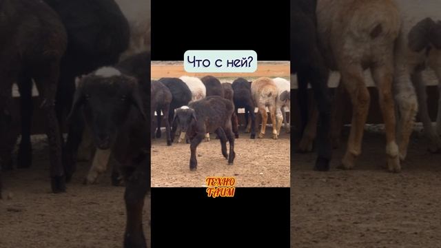 Овца переела смотреть онлайн