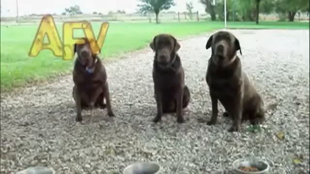 послушные собачки