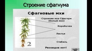 Биология аудио Параграф 17 Моховидные. Строение и распространение