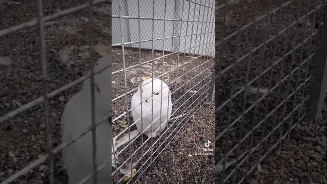 Полярная сова подаëт голос. #животные #природа #полярнаясова #сова