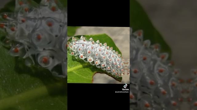 ТАКИХ гусениц вы ещё не видели