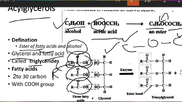Lipids and its characteristics смотреть онлайн