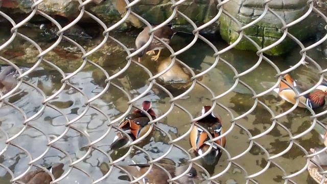 Московский зоопарк. Утка мандаринка.