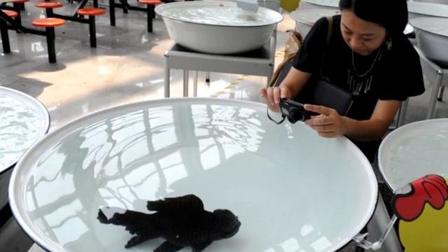 Новости в Аквариумистике #2 /News in the Aquarium смотреть онлайн