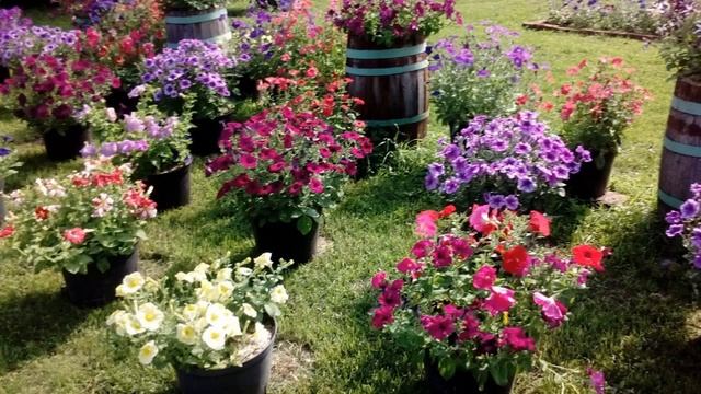 Брожа июль 2018г.