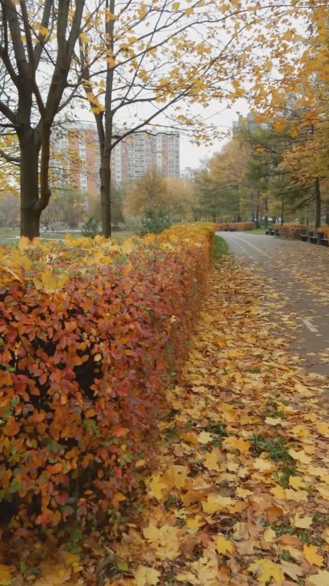 Кленовые листья 28-10-2024