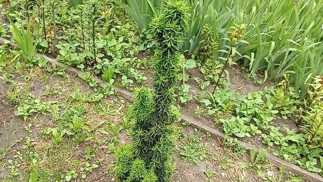 Тис ягодный Фастигиата