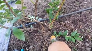 ЛЕТНЯЯ обрезка голубики  перед подкормкой и обработкой. ЧАСТЬ 1