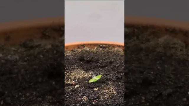 The Whole Process Of Dragon Fruit From Seed To Cactus In 113 Days