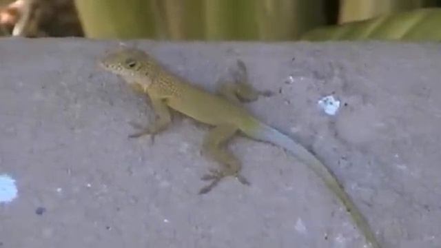 Jamaica - Pure Garden Resort - The Lizard смотреть онлайн