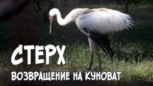 Стерх. Возвращение на Куноват