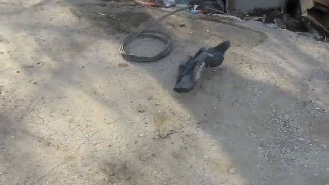 Бой уличных голубей смотреть онлайн