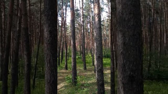 Какие трели!! Заслушаешься!! #белгород #красота #пениептиц #птицы #лес #россии #прогулка смотреть онлайн