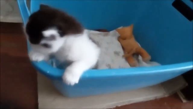 Маленький котёнок Васька - игрунчик. #cat #кот #кошки смотреть онлайн