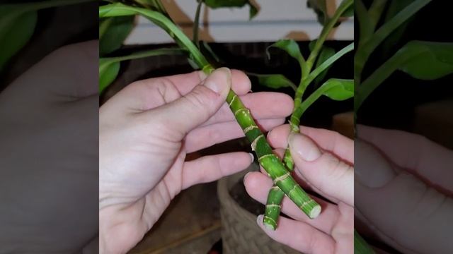 Dracaena Fragrans- Save Dave!! смотреть онлайн