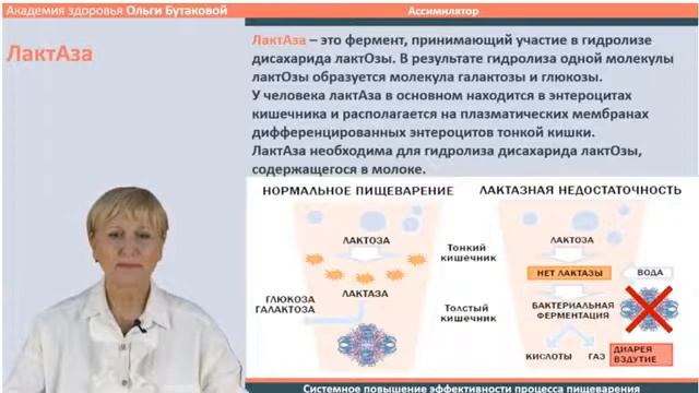 Ассимилятор