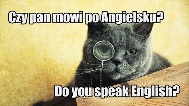 Polish Cats - Learn Basic Polish смотреть онлайн
