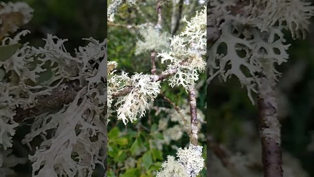Lichen Covered Branches. #nature