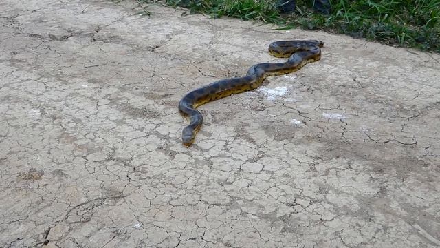 Rare endemic Anaconda sighting during Safari in Bolivia смотреть онлайн