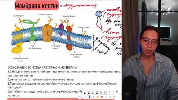 Плазмолемма и типы транспорта веществ. Готовимся к ЕГЭ по биологии.