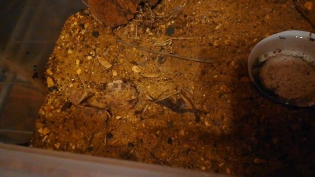 Ящерицы ф 2020 году