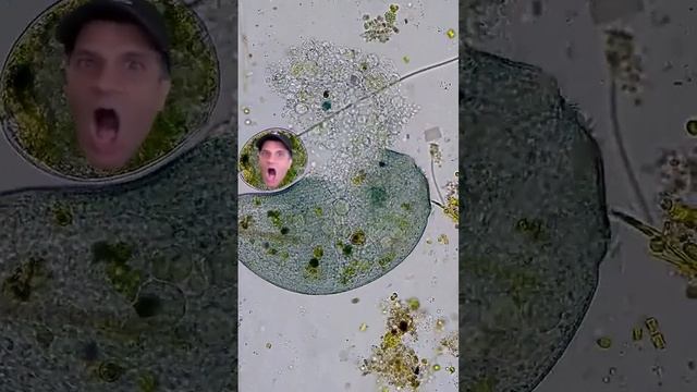 The Tommy Tallarico cell under a microscope смотреть онлайн