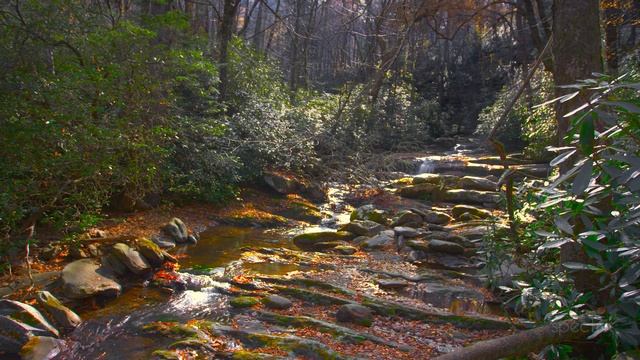 Relaxation & Mindfulness Scenery - Relax & Dream In 4K & HDR - Woods & Water