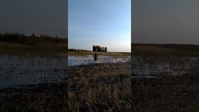 водяной этого болота смотреть онлайн
