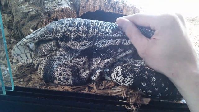 Petting Buddy the tame tegu (Filmed with Nexus 7 Gen 2) смотреть онлайн