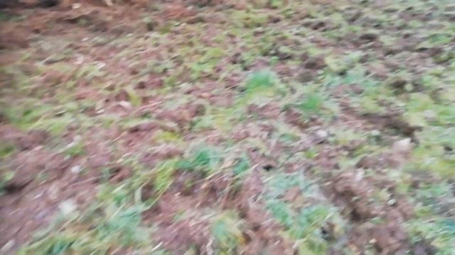 PORTUGAL A QUICK LOOK AT THE FAUNA AND FLORA