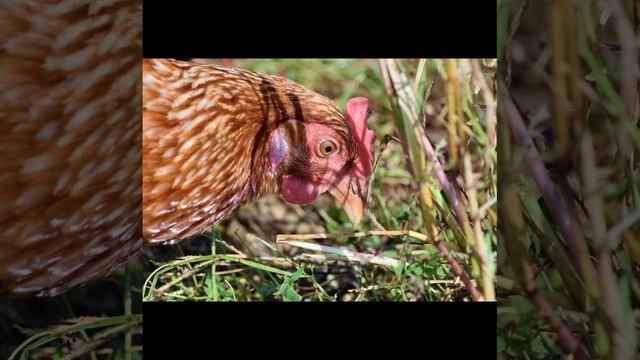 Video Pembelajaran Jaring-jaring Makanan Kelas 5 Tema 5 Sub Tema 3