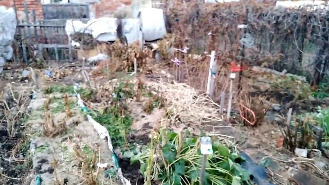 Ч. 160.Укрытие плодовых на зиму. 25.10.20. смотреть онлайн