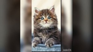 Песня в голове у котика