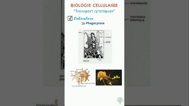 Biologie cellulaire: Transports cytotiques / النقل الخلوي смотреть онлайн
