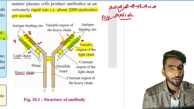 Structure of antibody || Antigen Antibody interaction || Part 7 Human health and diseases class 12 смотреть онлайн