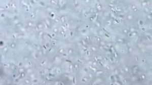 Какие закваски я выбираю и почему.