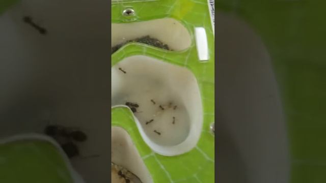 Наша муравьиная семья!!! смотреть онлайн