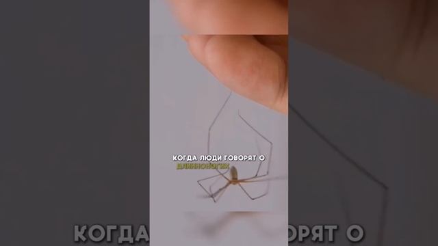 Самый Ядовитый Паук в Мире #факты #фактыинтересные #интересныефакты