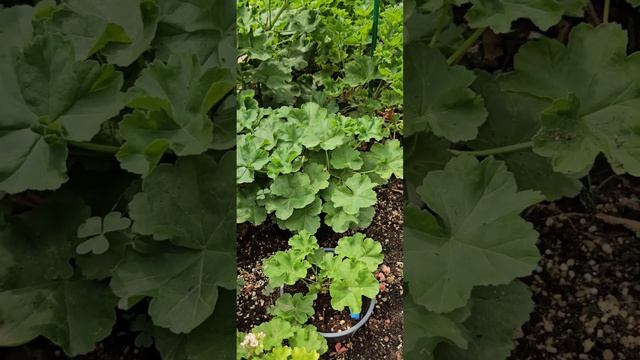 Прогулка по саду